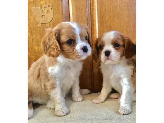 King Charles Cavalier Pups